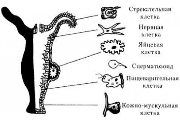 Кракен зеркало krk store com