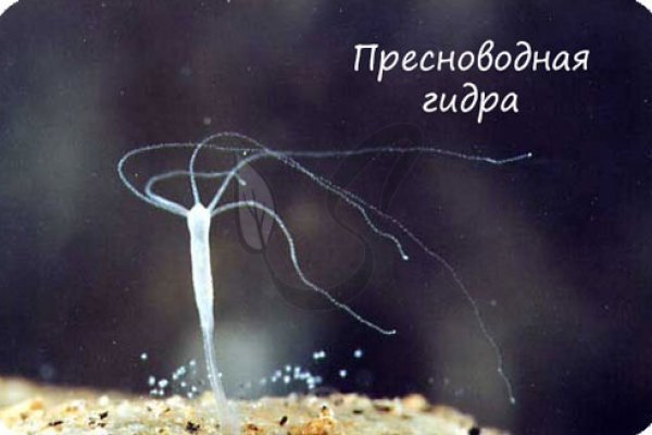 Официальный сайт даркнет